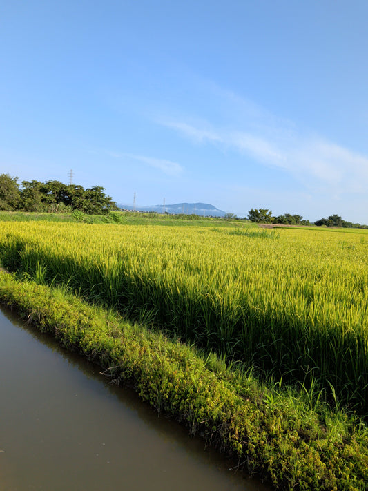 7月28日、畦畔除草剤と雨の中の草取り